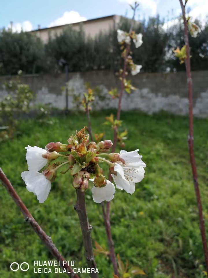 Albero Della Musica Bed & Breakfast Sassari Bagian luar foto
